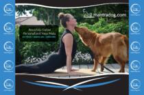 MantraDog Tradeshow Booth MantraDog Tradeshow Booth